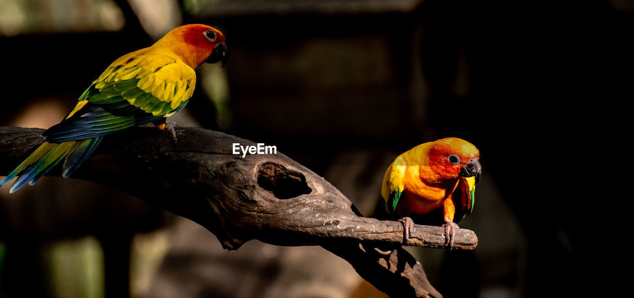 Parrots perching on branch