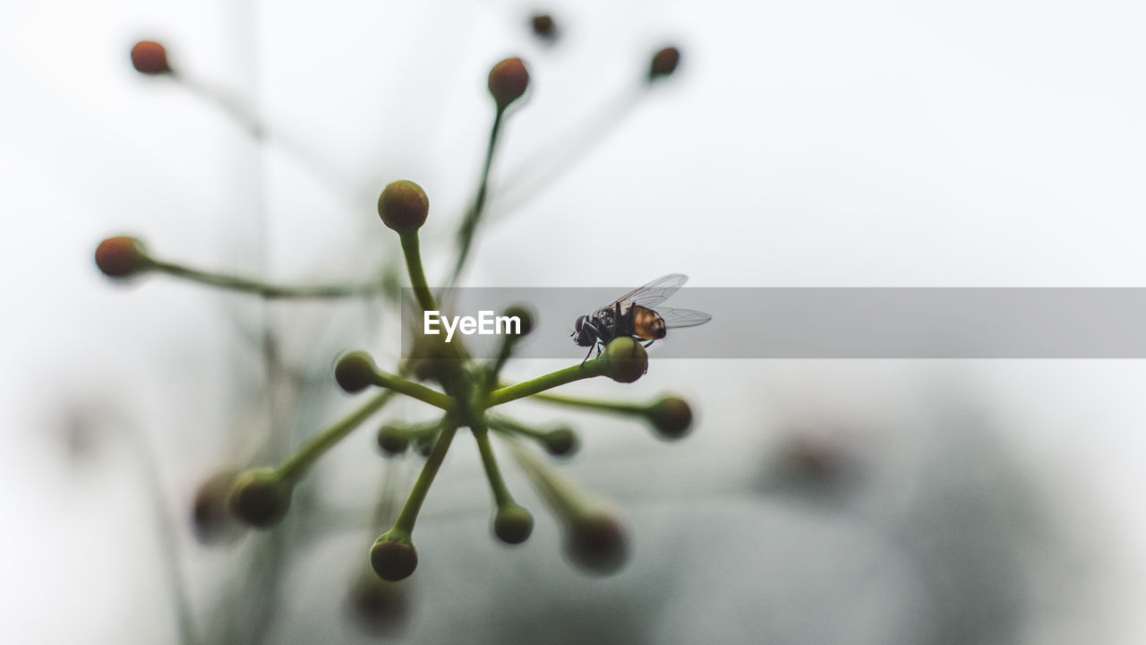 CLOSE-UP OF INSECT ON PLANT