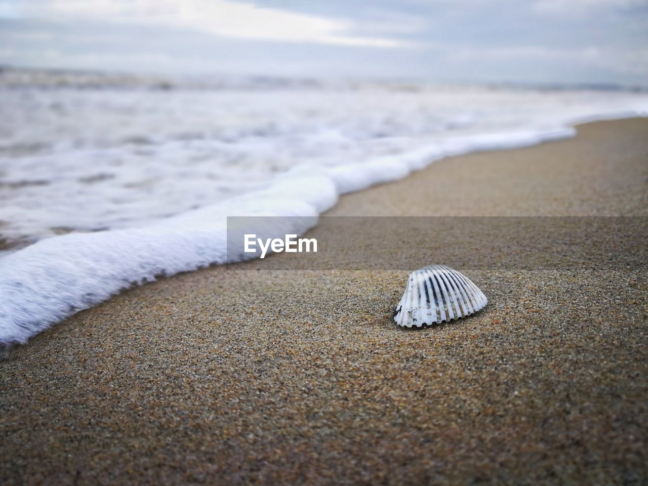 CLOSE-UP OF SHELL ON BEACH