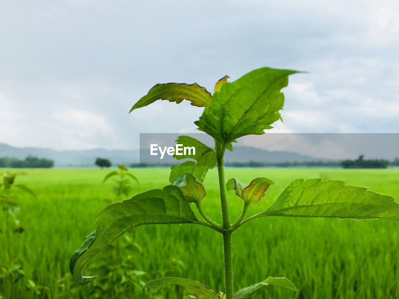 Close-up of plant growing on field against sky