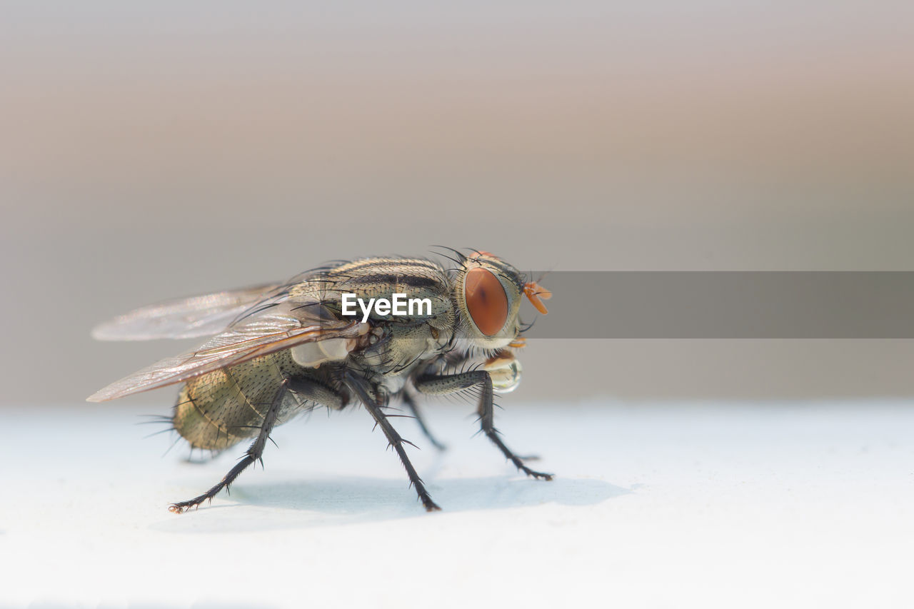 CLOSE-UP OF A FLY