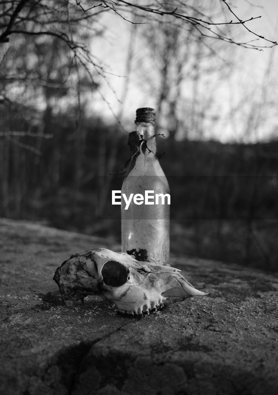Animal skull and bottle on retaining wall