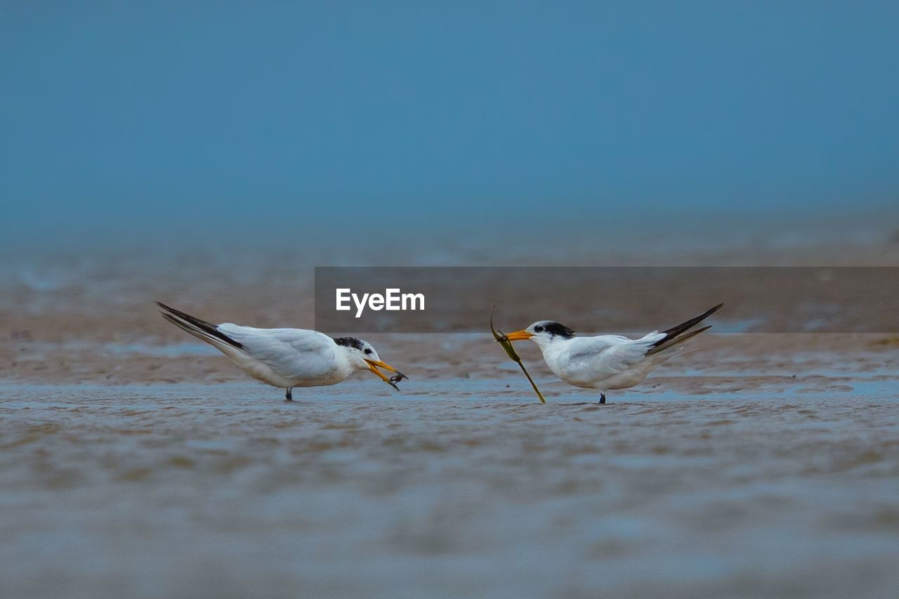 SEAGULLS FLYING OVER BEACH