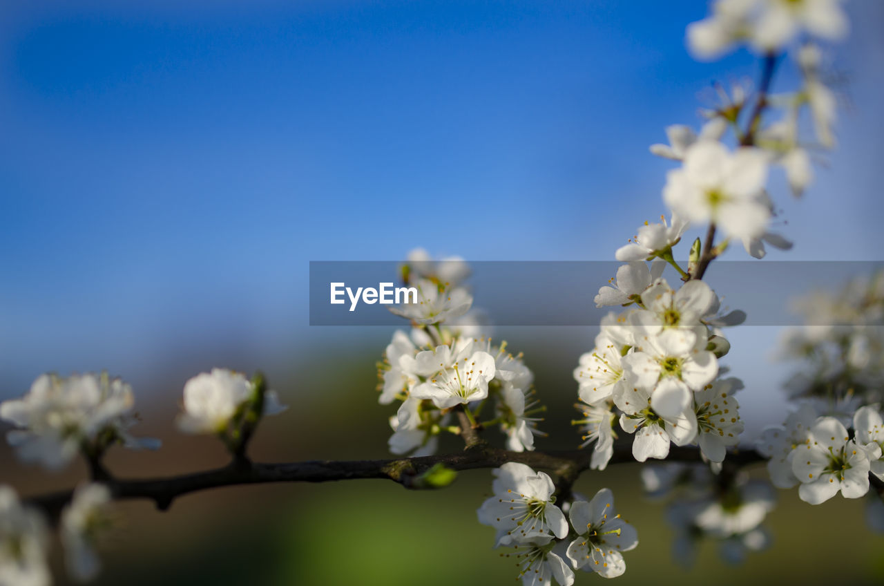 Close-up of white cherry blossoms against sky