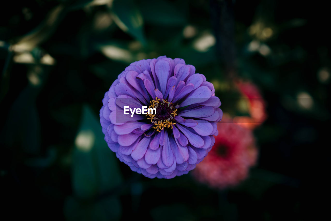 Close-up of purple flower