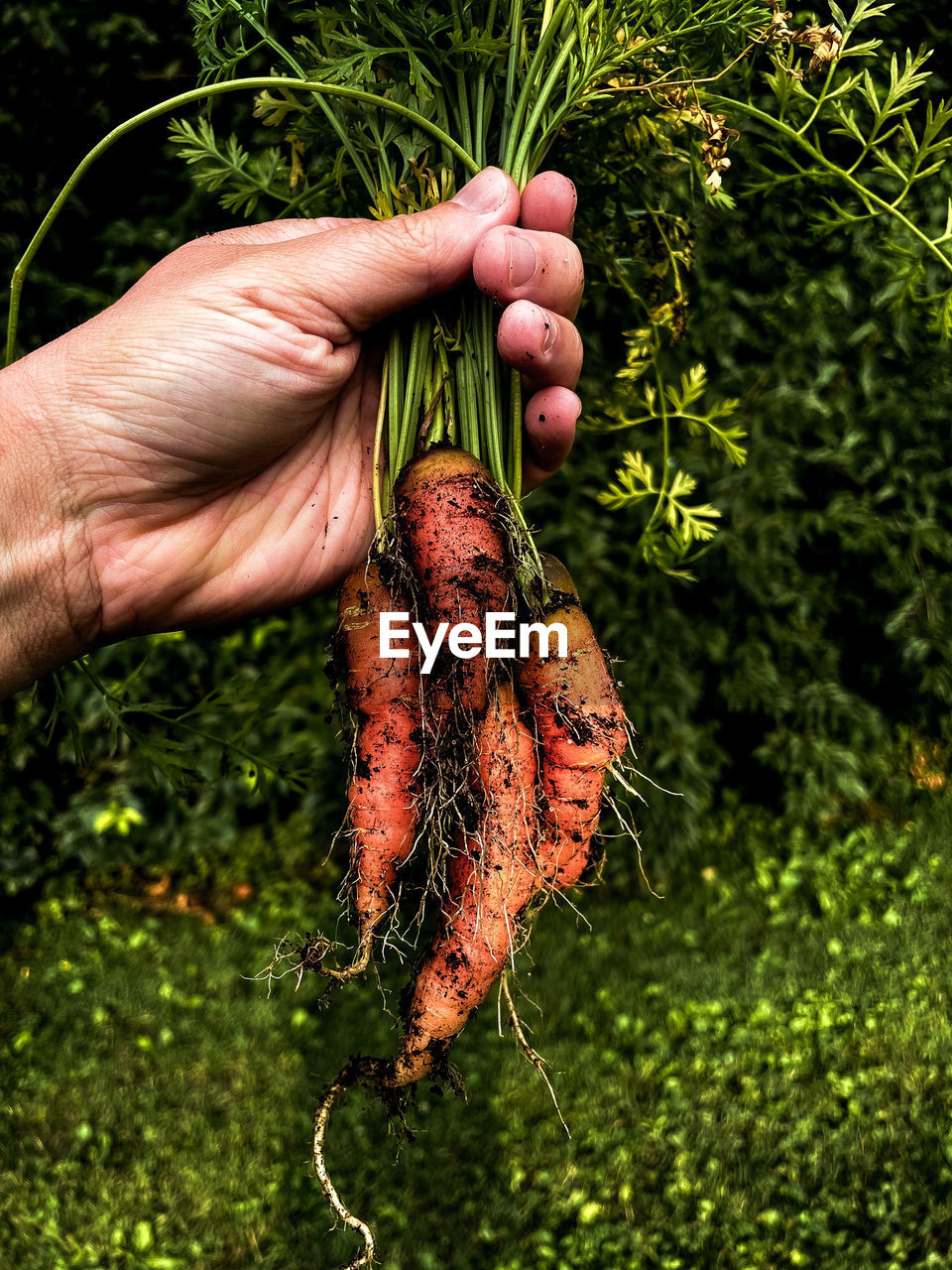 hand, food, one person, food and drink, plant, holding, leaf, freshness, soil, healthy eating, tree, flower, nature, organic, growth, vegetable, grass, agriculture, green, day, wellbeing, harvesting, close-up, root vegetable, outdoors, branch, vegetable garden, carrot, garden, gardening, produce, lifestyles, adult, finger