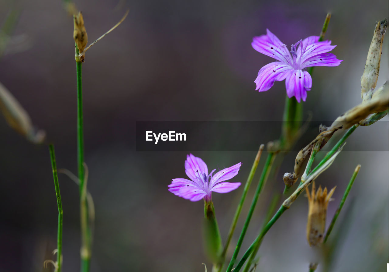 Close-up of purple flowers blooming outdoors