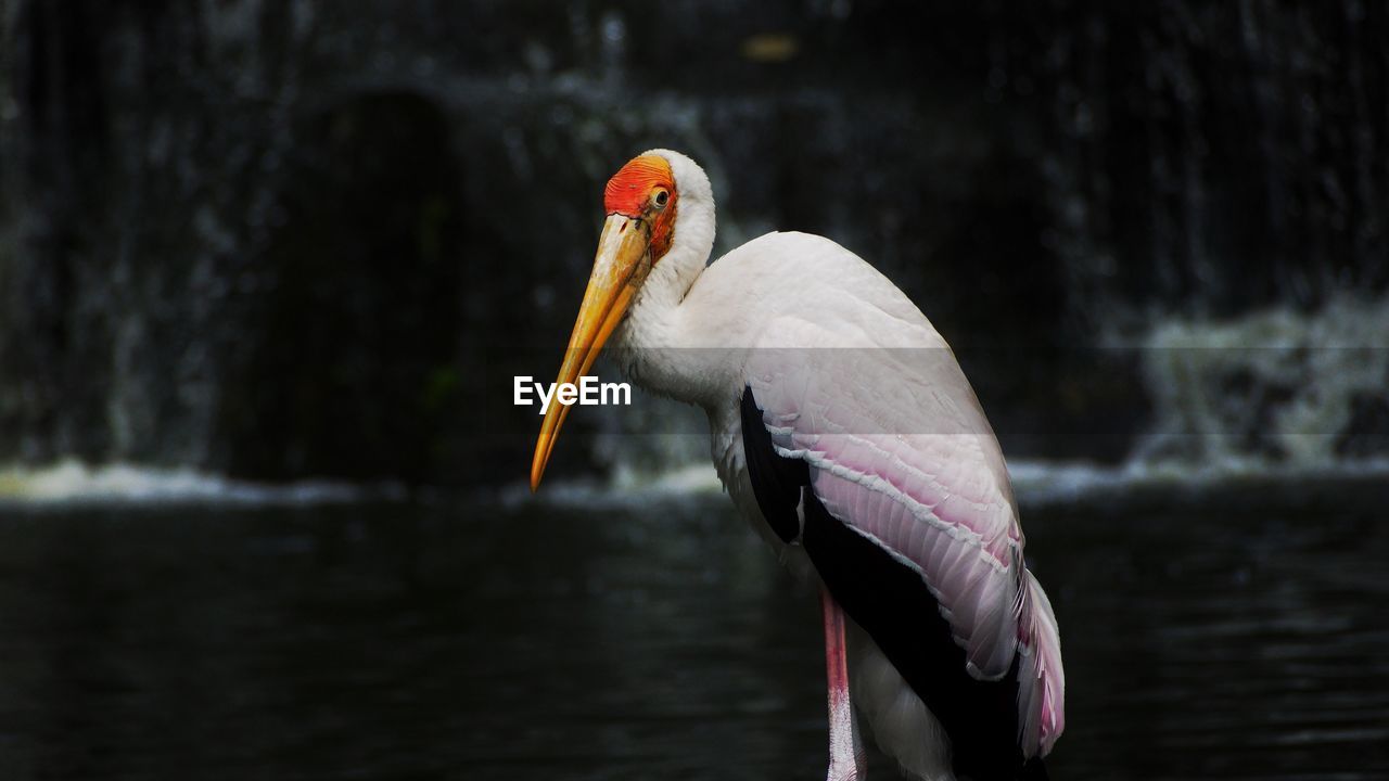 Close-up of bird against lake