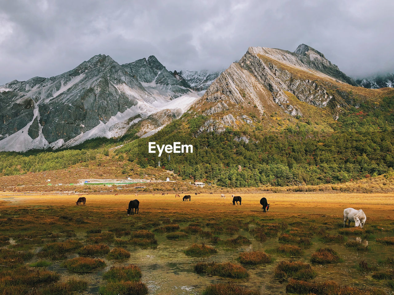 Scenic view of mountains with horses grazing on field against sky