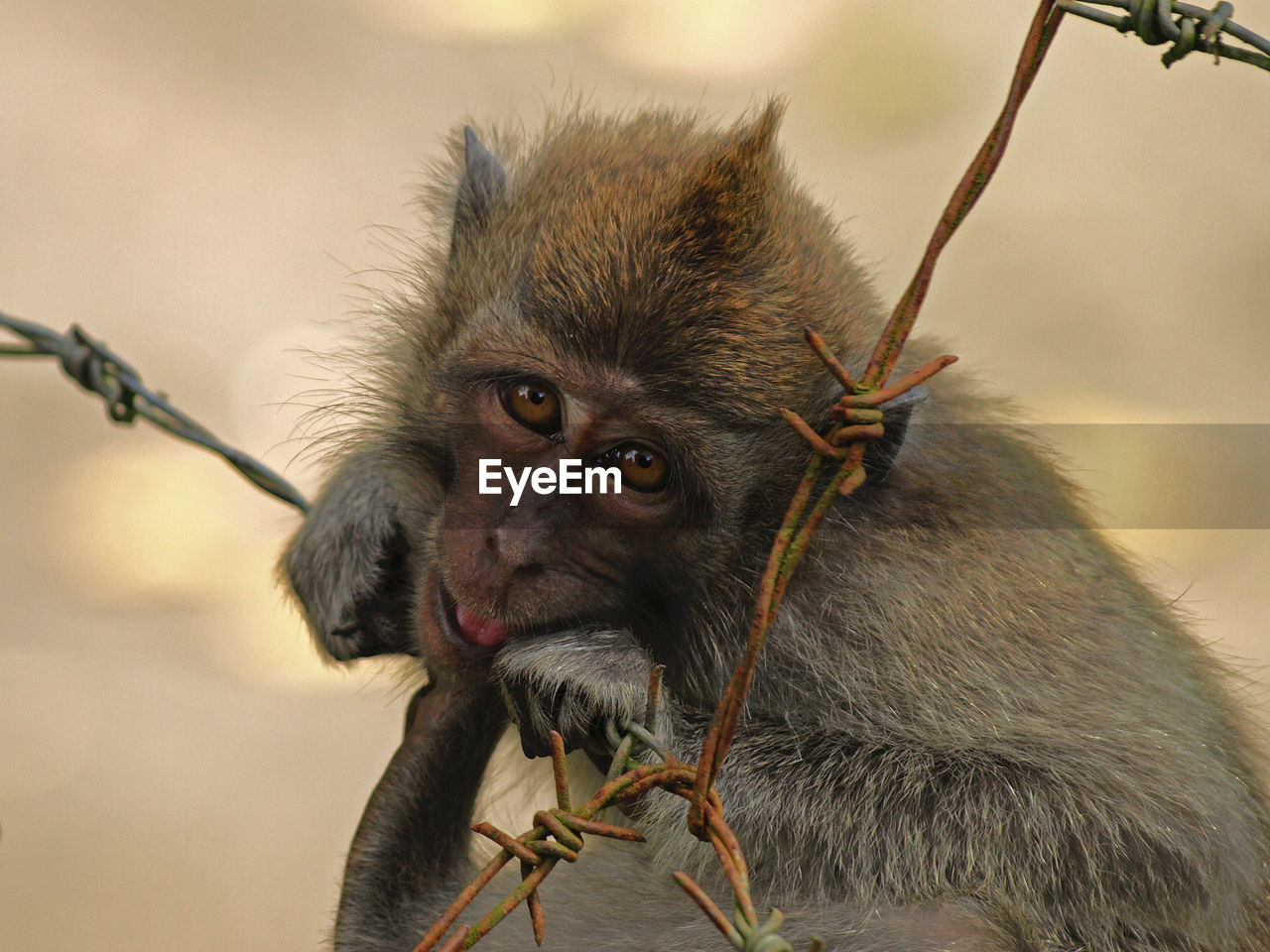 Close-up portrait of monkey on rusty barbed wire