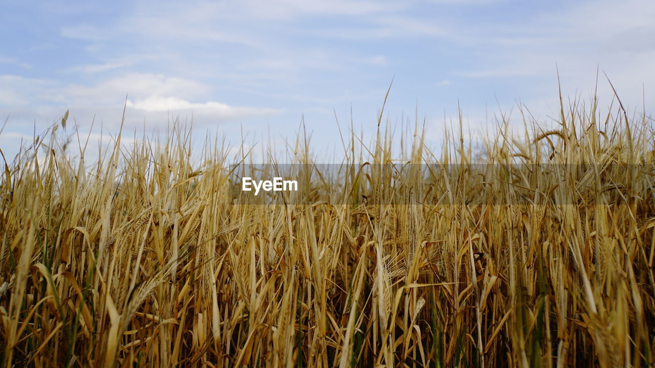 WHEAT CROP IN FIELD