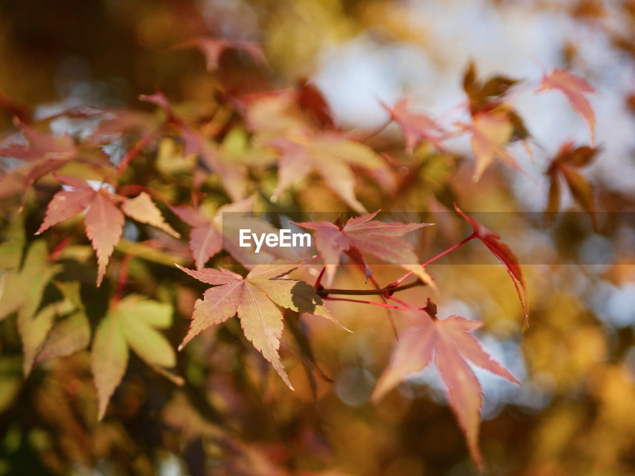 Close-up of maple leaves