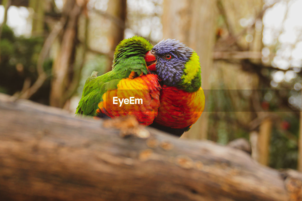 Close-up of parrot perching on wood