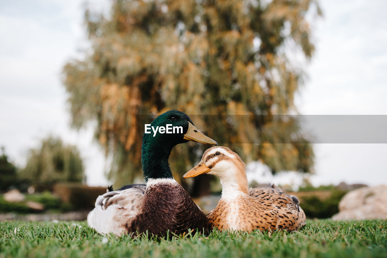 CLOSE-UP OF A DUCK ON GRASS