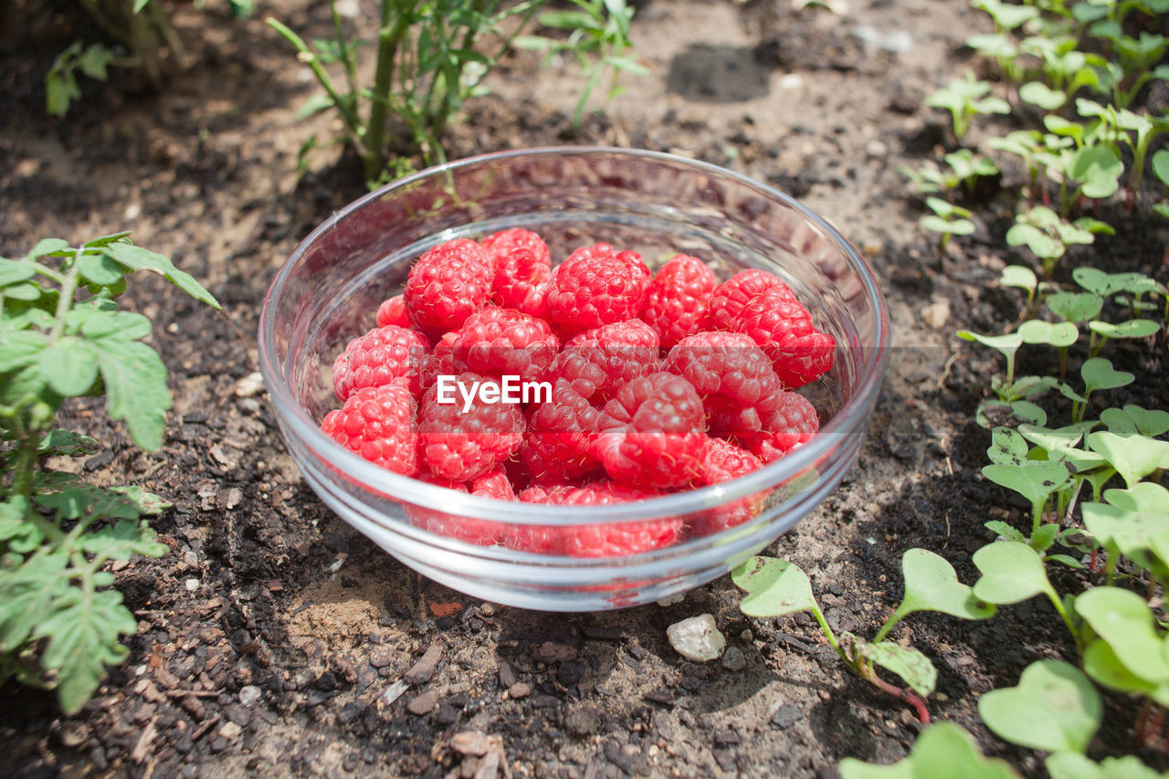 High angle view of raspberries in bowl on field