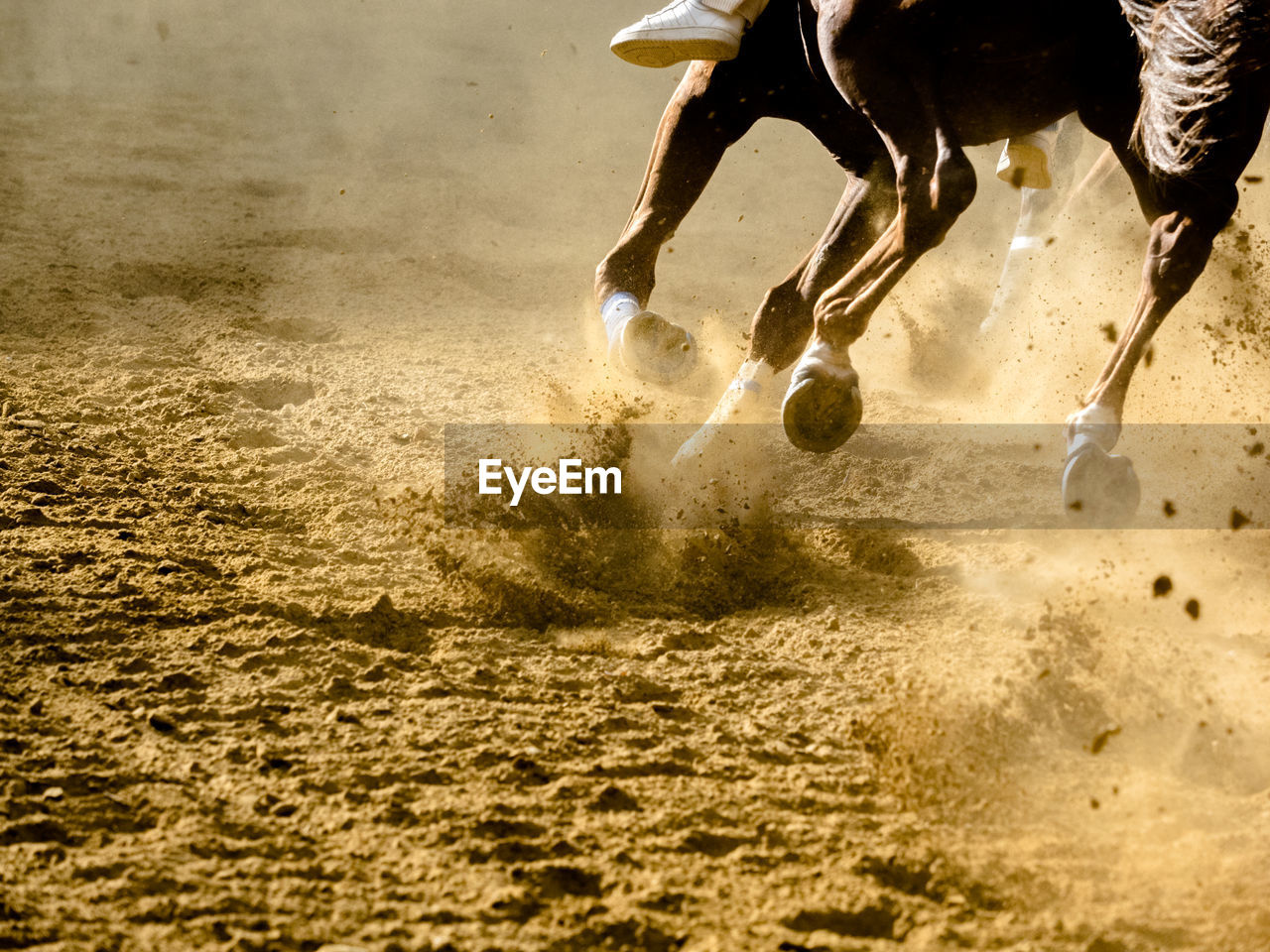 Low section of horse running on sand