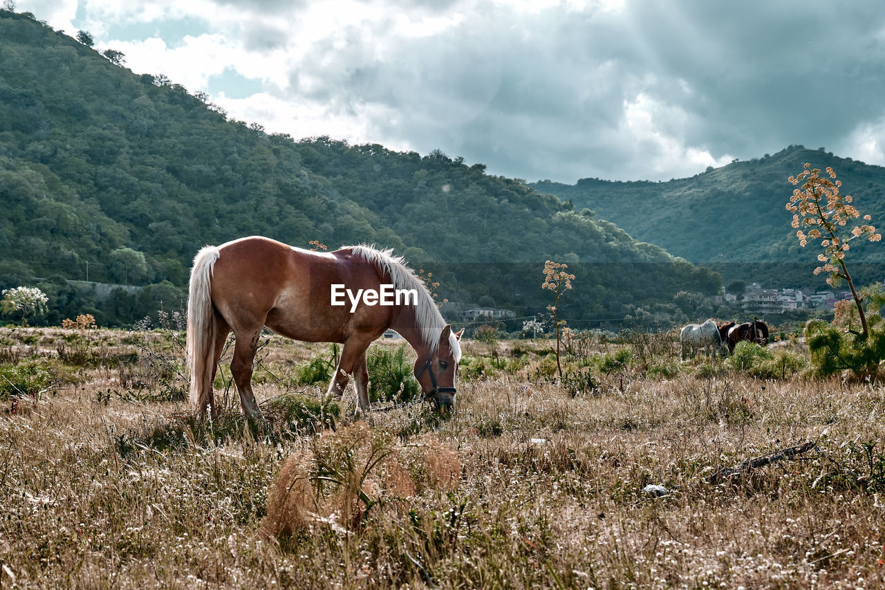 HORSE STANDING ON FIELD AGAINST MOUNTAIN RANGE