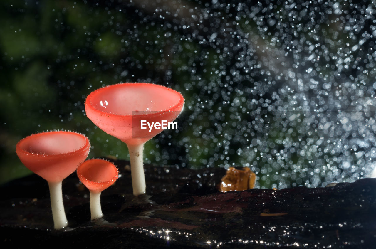 Close-up of mushrooms during rainy season