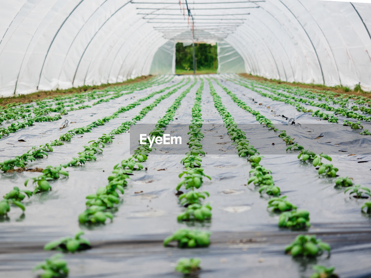 Plants growing in greenhouse