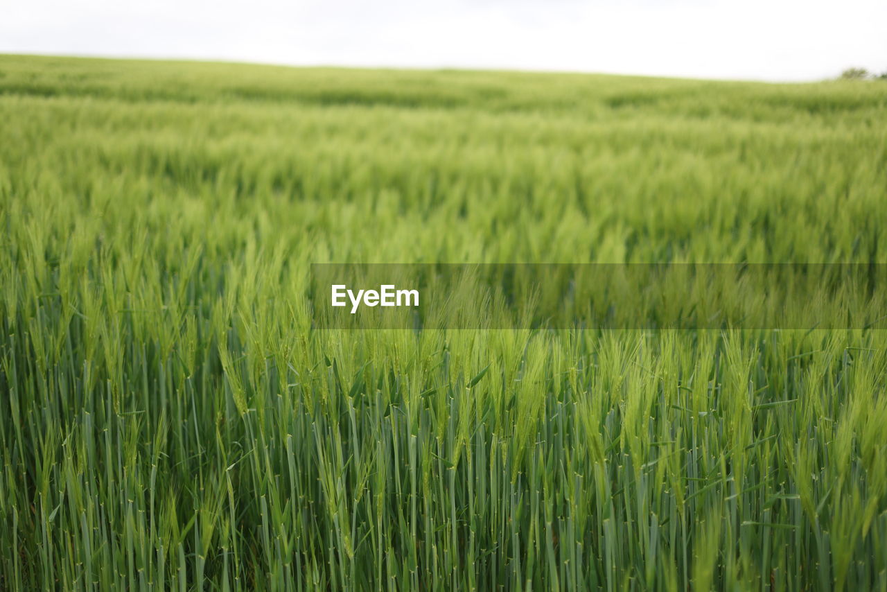 SCENIC VIEW OF FARM