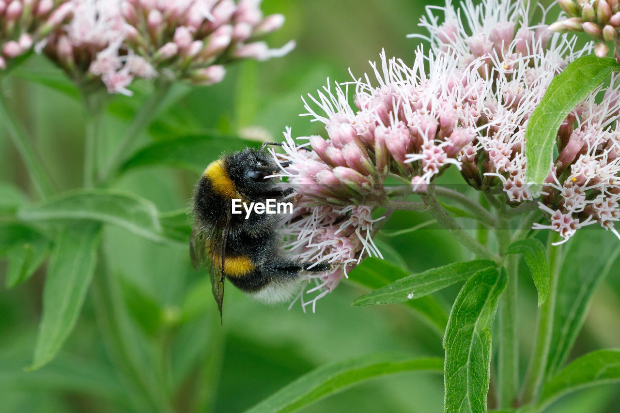 CLOSE-UP OF BEE ON FLOWER