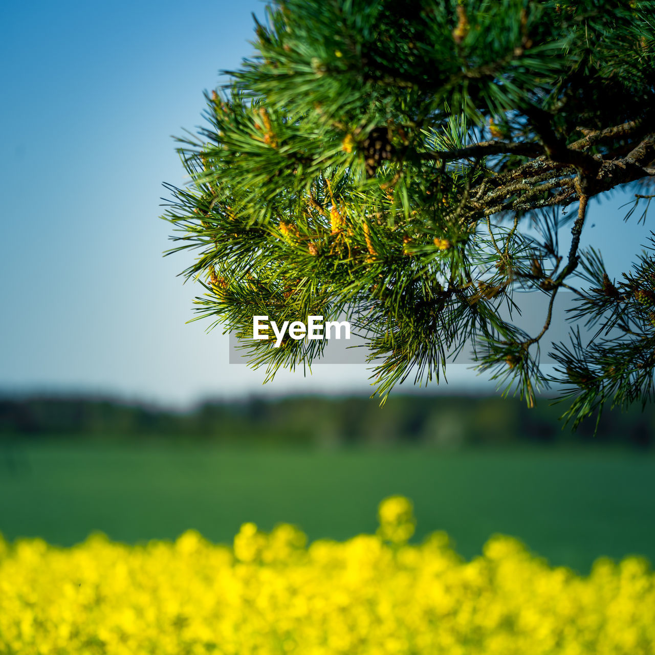 Beautiful yellow canola flowers growing in the cultivated field. 