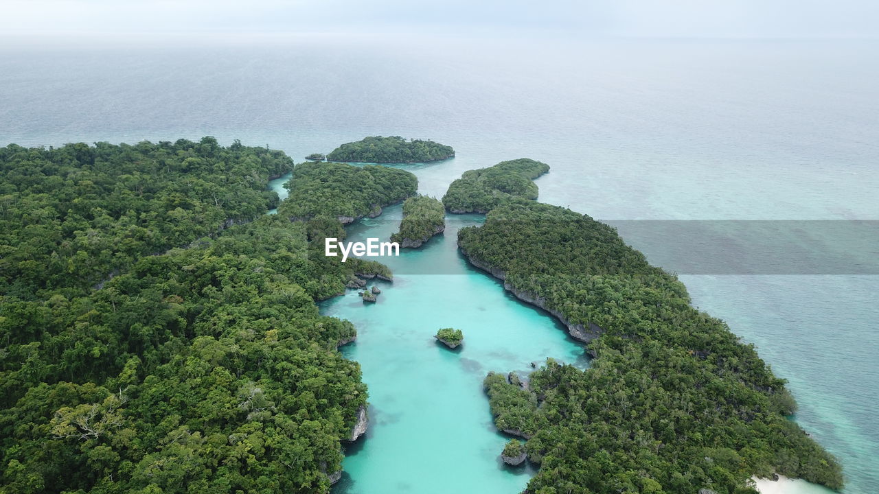 HIGH ANGLE VIEW OF TREES BY SEA