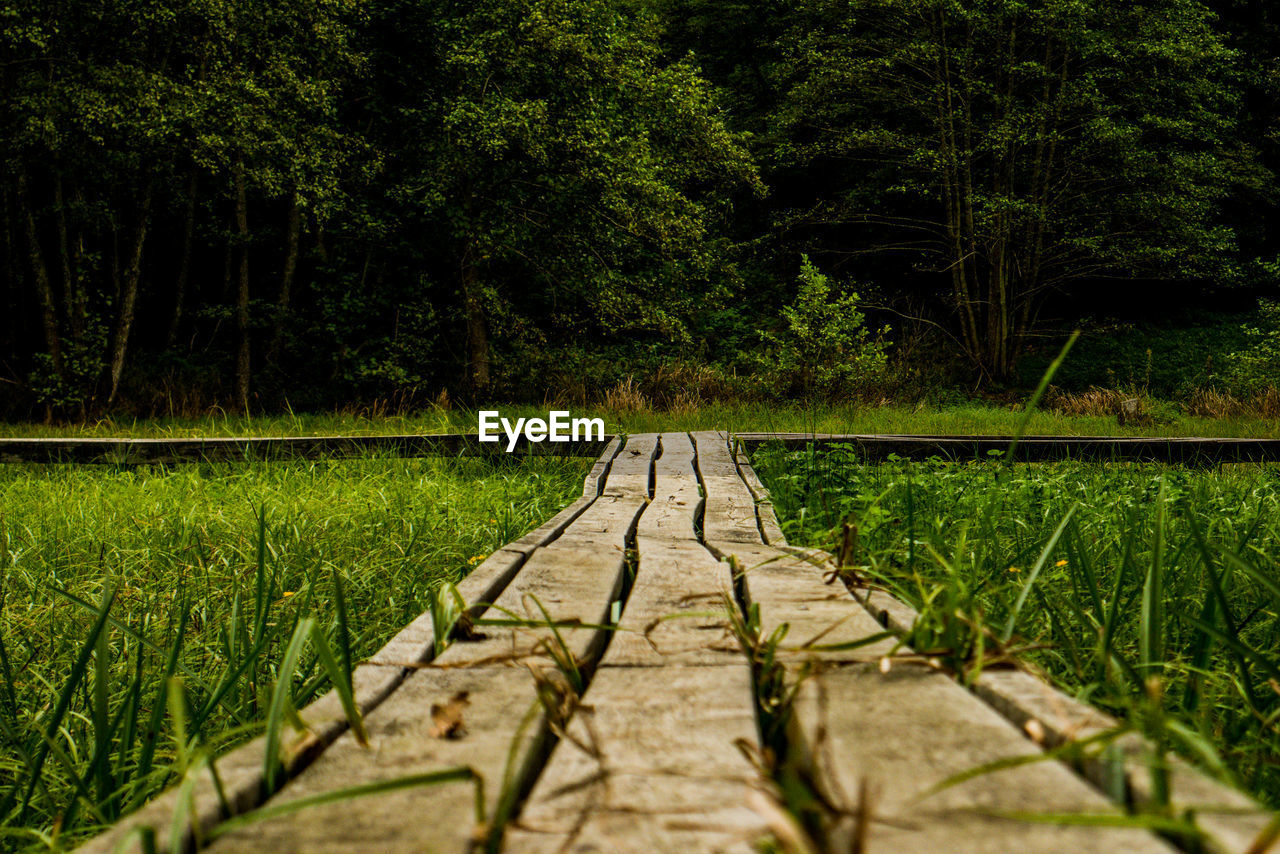 VIEW OF FOOTPATH IN FOREST