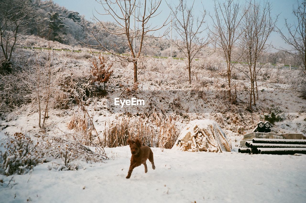 VIEW OF A HORSE ON SNOW