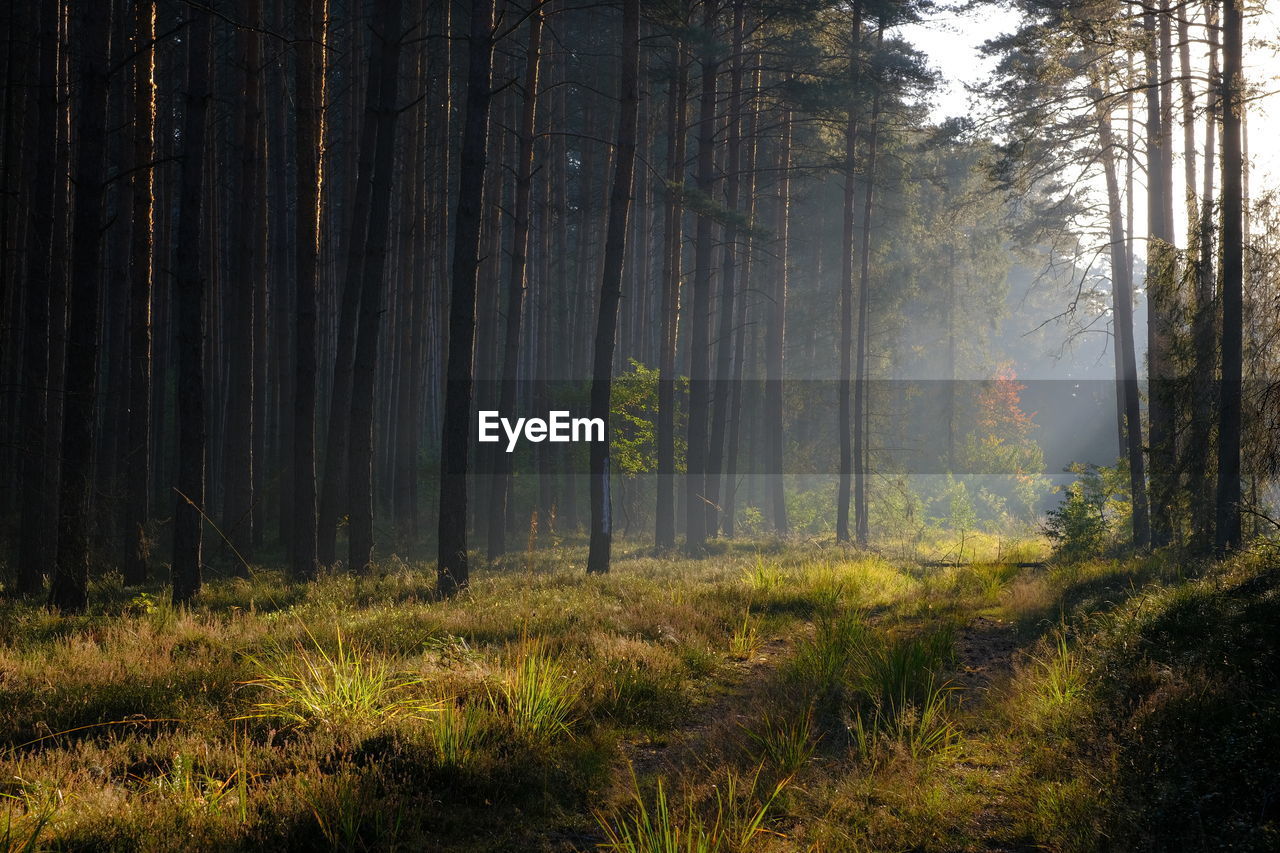 VIEW OF TREES ON FOREST