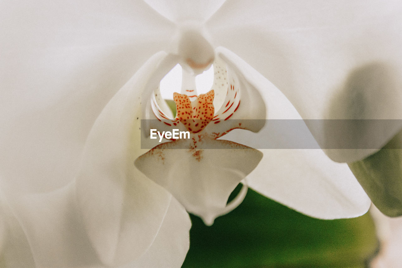 Close-up of white orchid