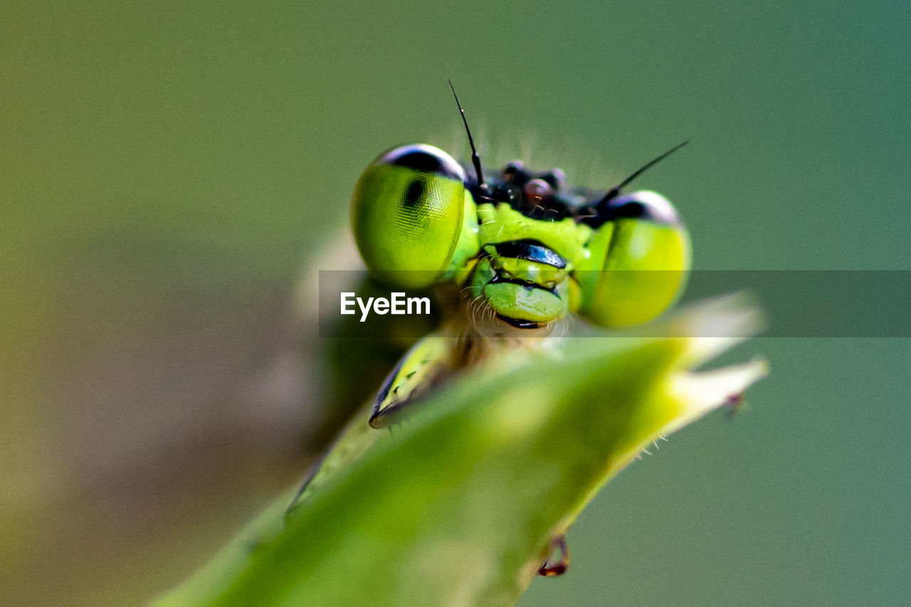 Close-up of insect on leaf