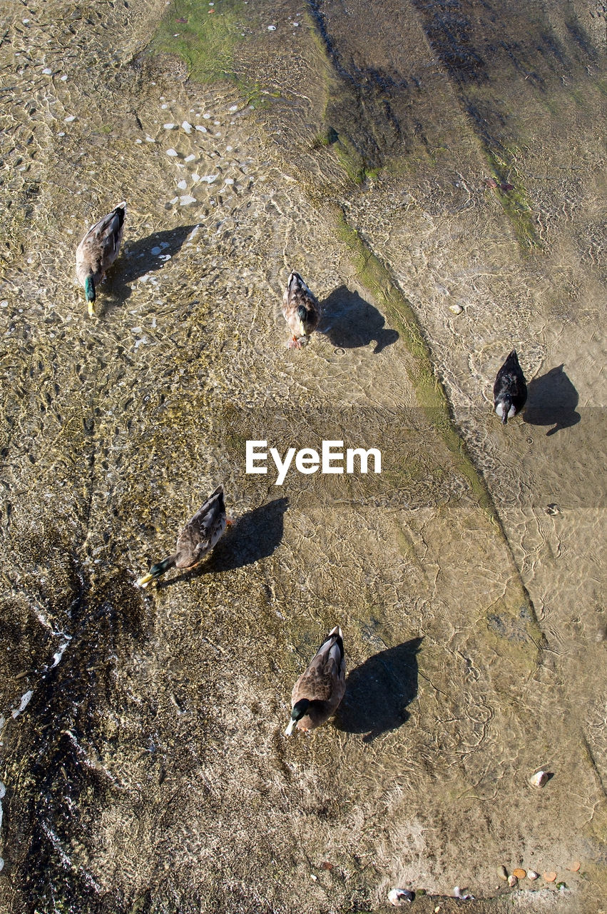 HIGH ANGLE VIEW OF BIRDS FLYING