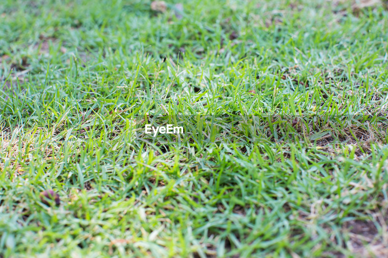 FULL FRAME SHOT OF GRASS