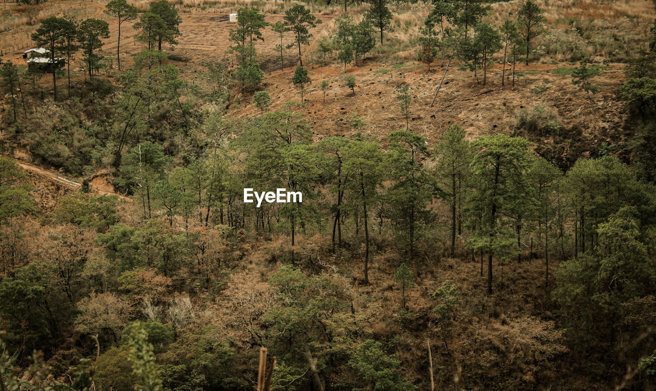 Scenic view of forest