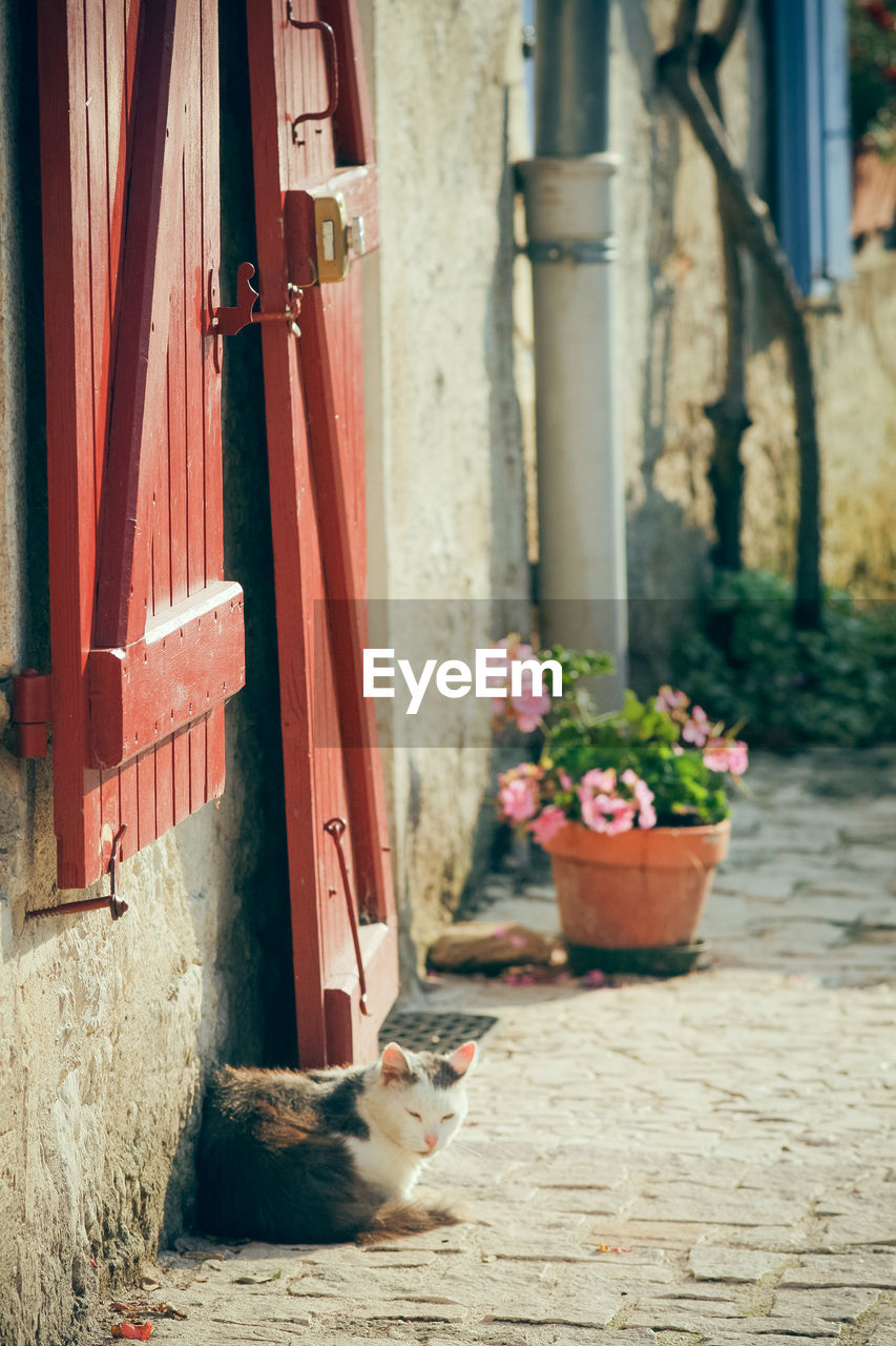 Cat in front of a house