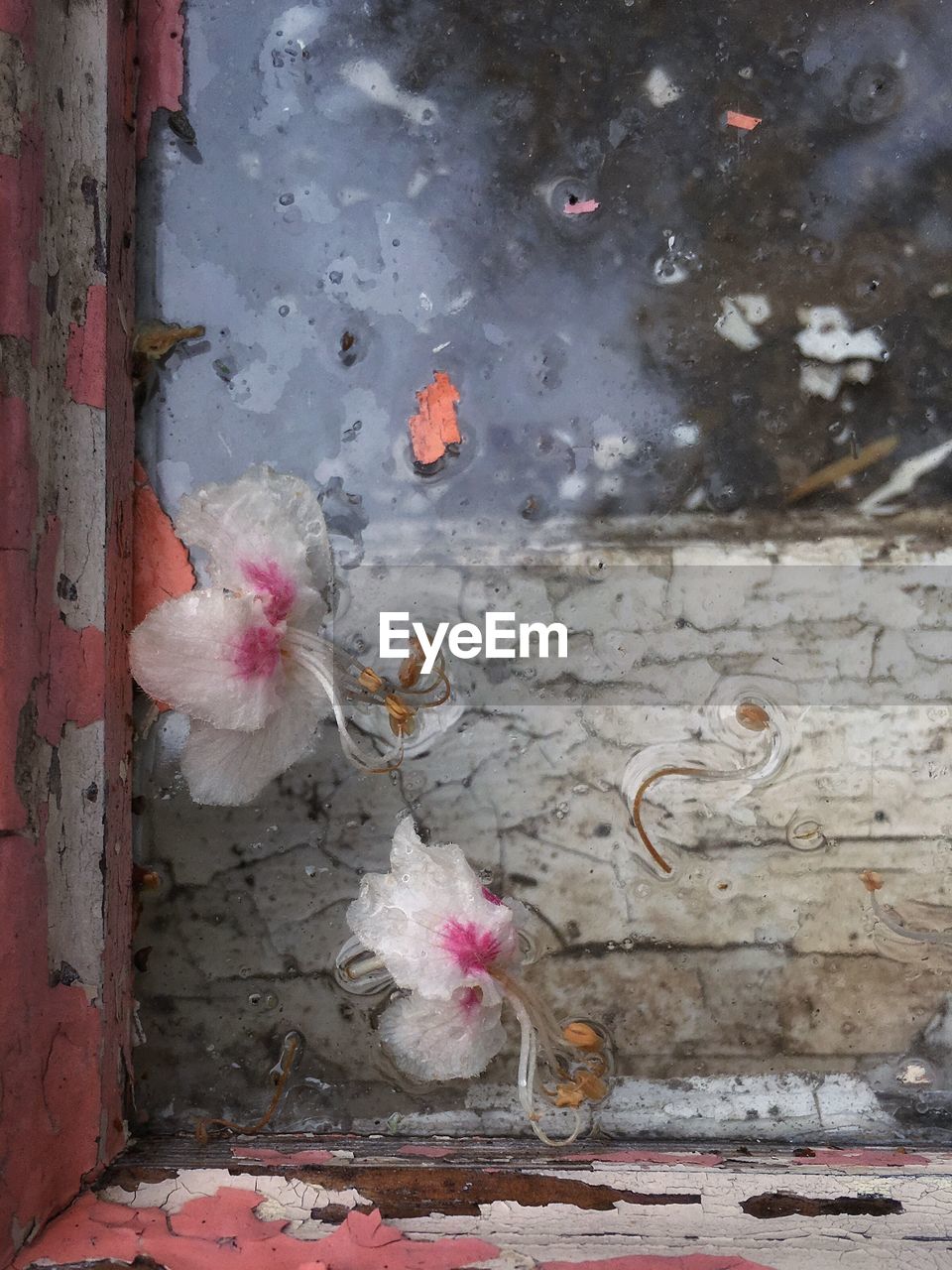 Directly above shot of pink flowers floating on water