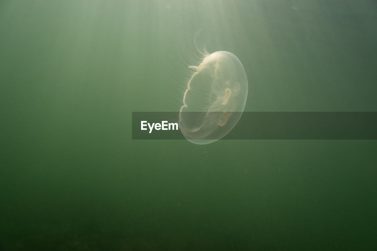 Jellyfish swimming in sea