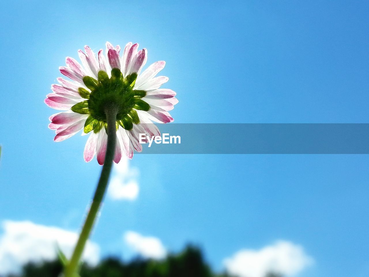 Low angle view of flower blooming against sky