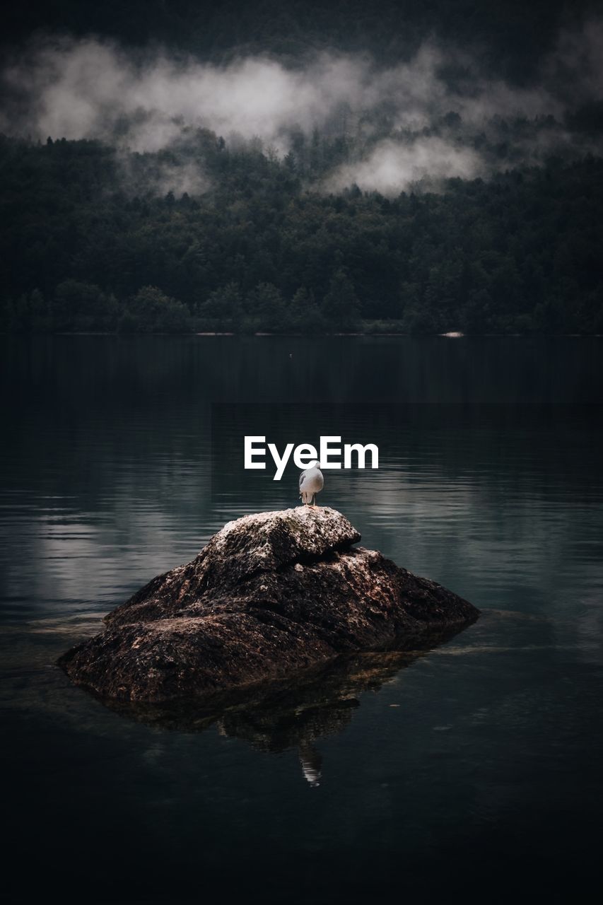 Bird perching on a lake