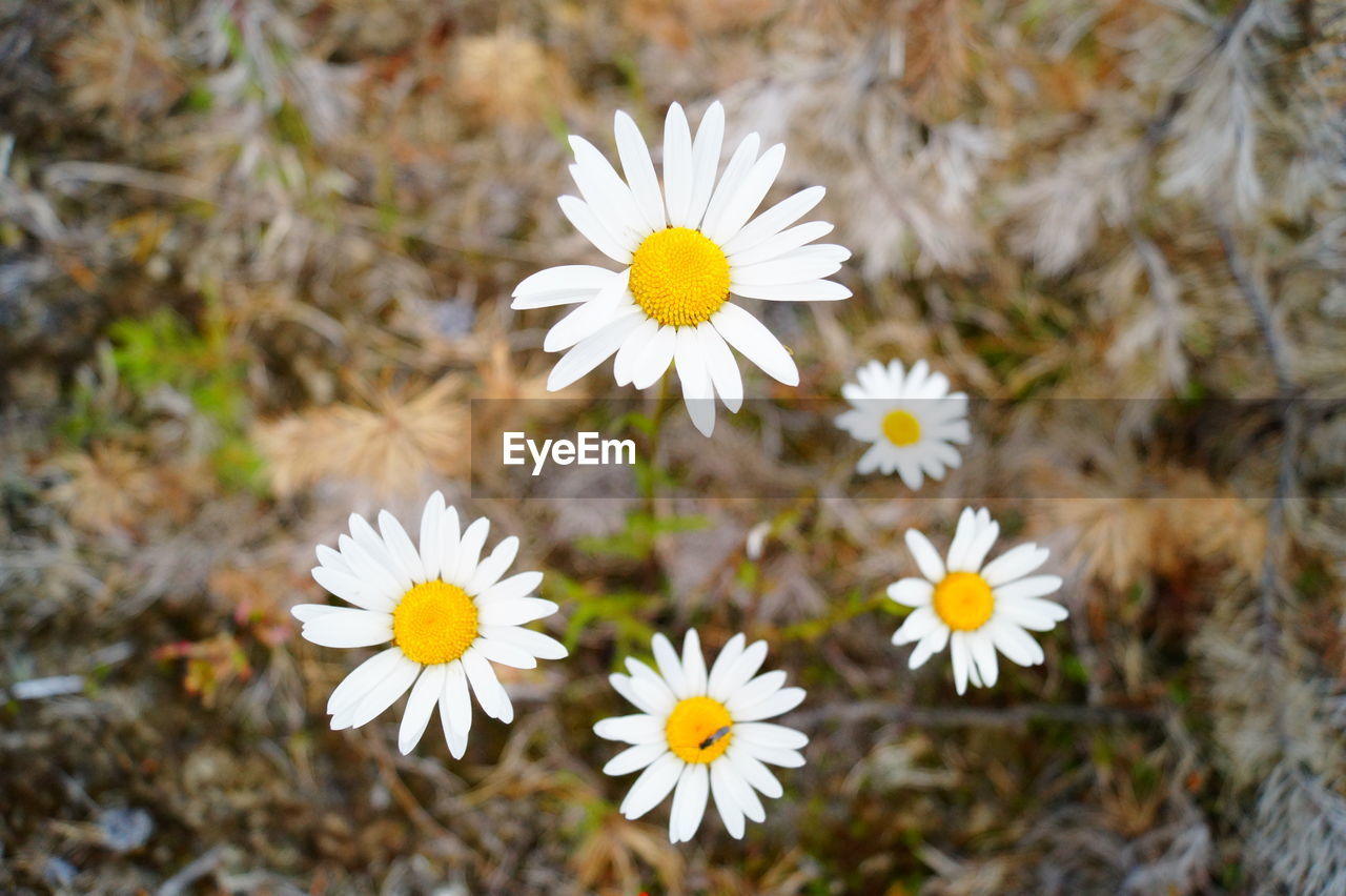 Close-up of daisy flowers