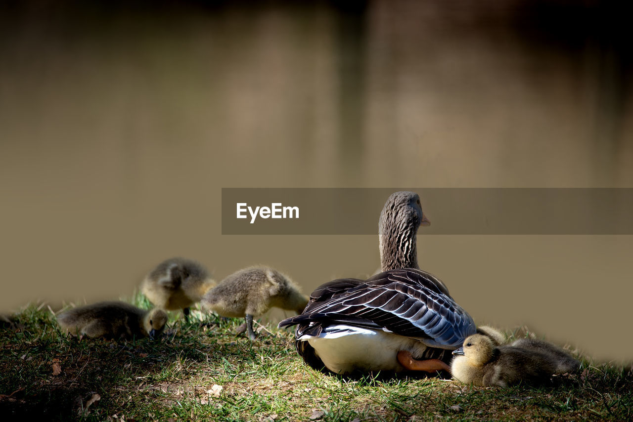 Birds in lake