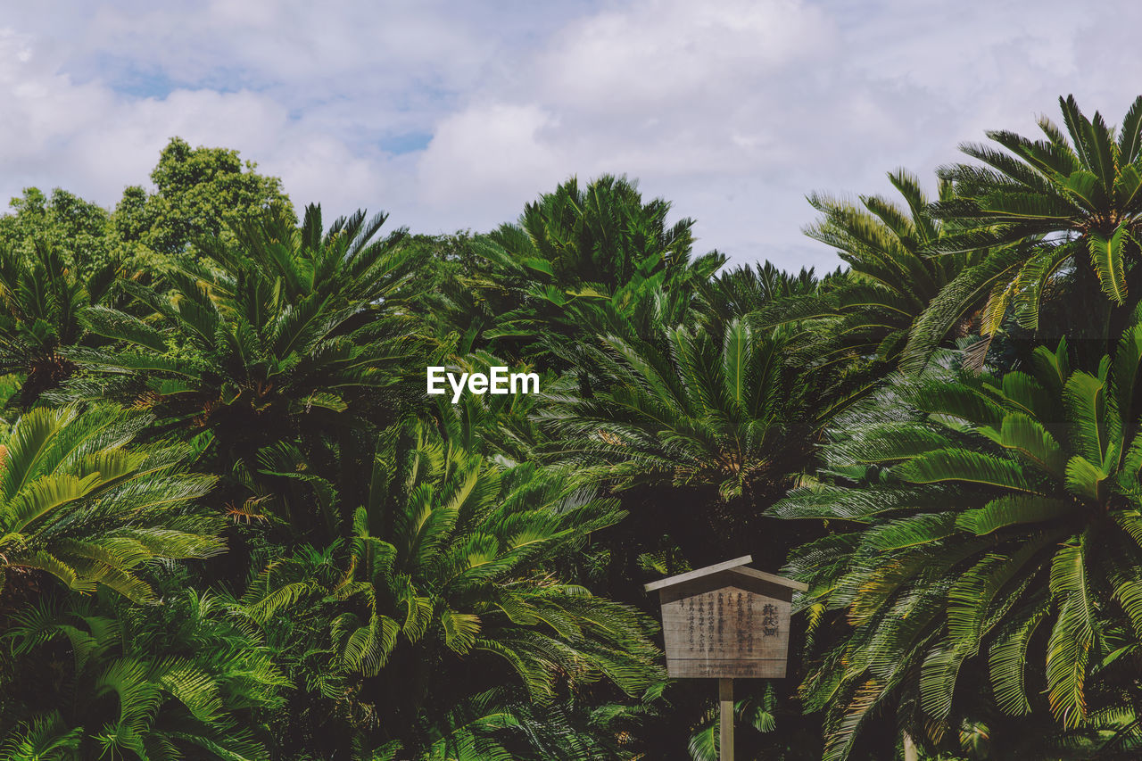 Low angle view of palm trees against sky