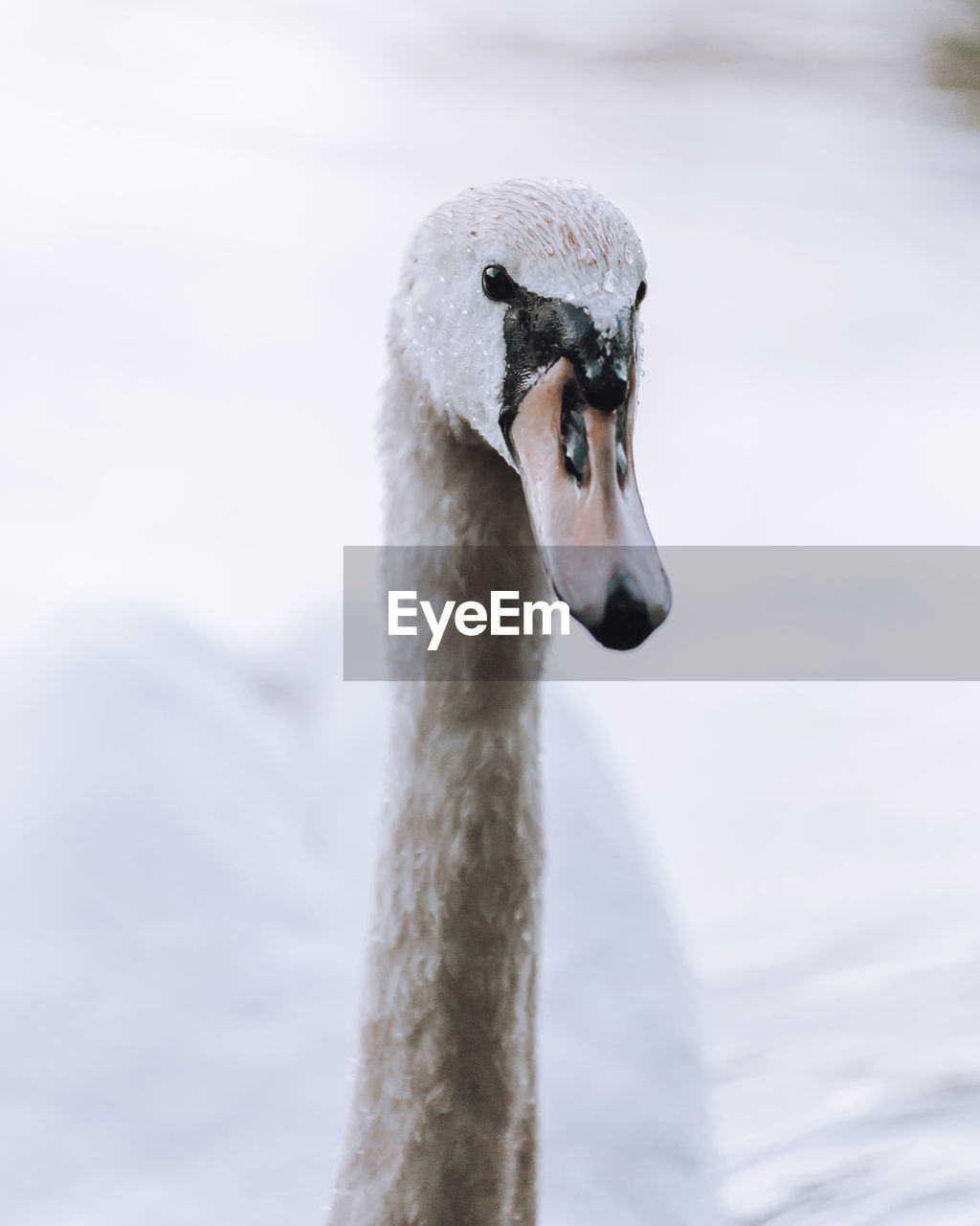 animal themes, animal, wildlife, animal wildlife, one animal, bird, swan, close-up, animal body part, nature, ducks, geese and swans, water bird, water, no people, focus on foreground, winter, portrait, day, animal head, beak, white, outdoors, cold temperature, snow