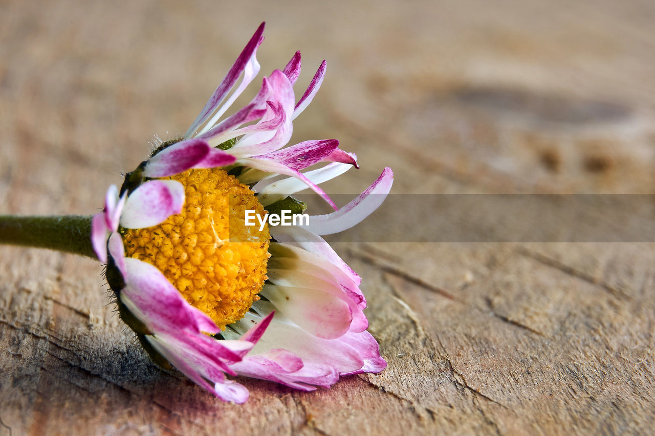 CLOSE-UP OF PINK FLOWER ON WOOD TABLE