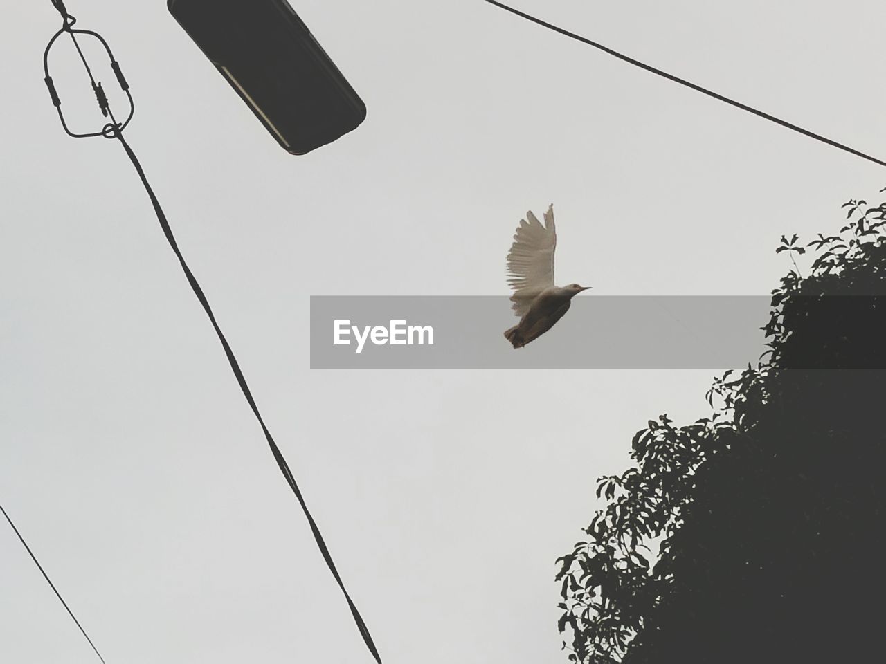 LOW ANGLE VIEW OF BIRD FLYING AGAINST SKY