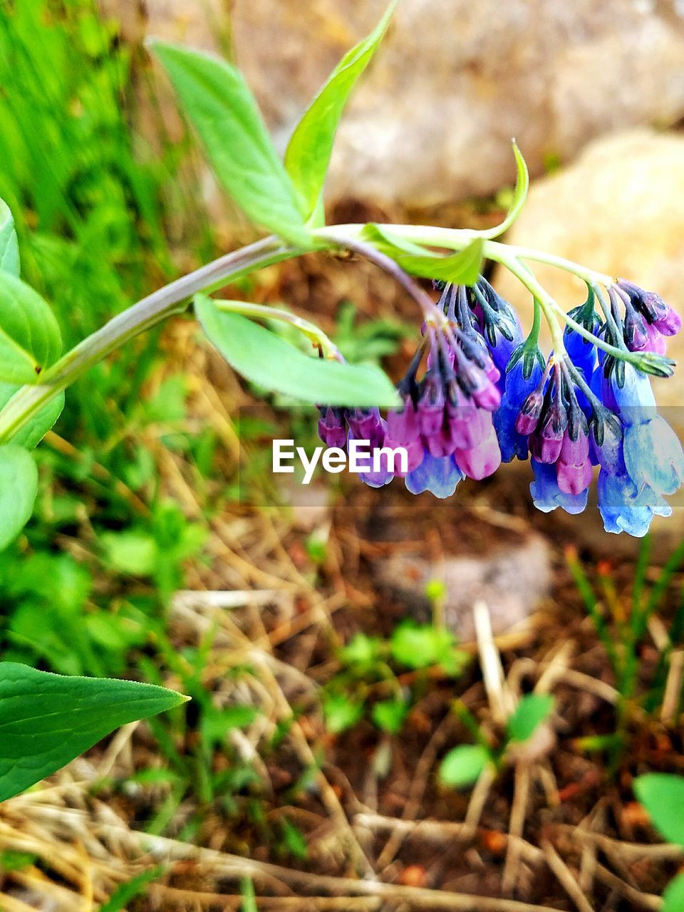 CLOSE-UP OF PURPLE FLOWERS BLOOMING