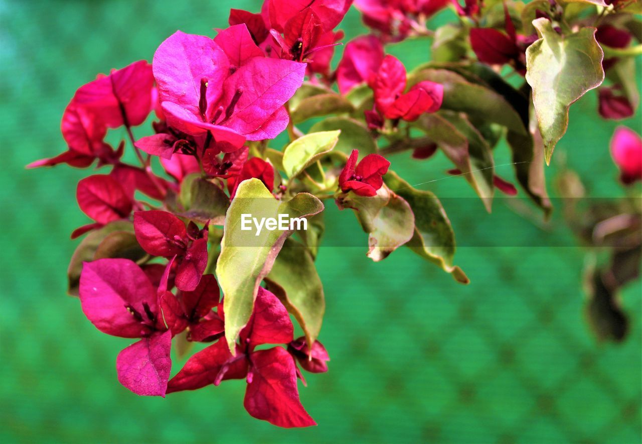 CLOSE-UP OF PINK FLOWERING PLANTS