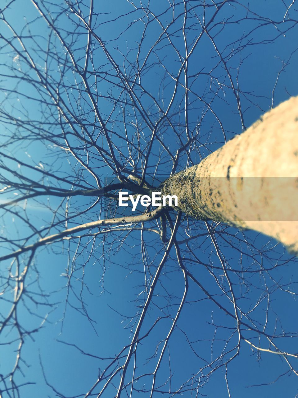 CLOSE-UP OF BARE TREE AGAINST SKY