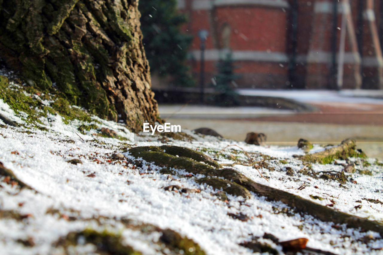 CLOSE-UP OF FROZEN TREE